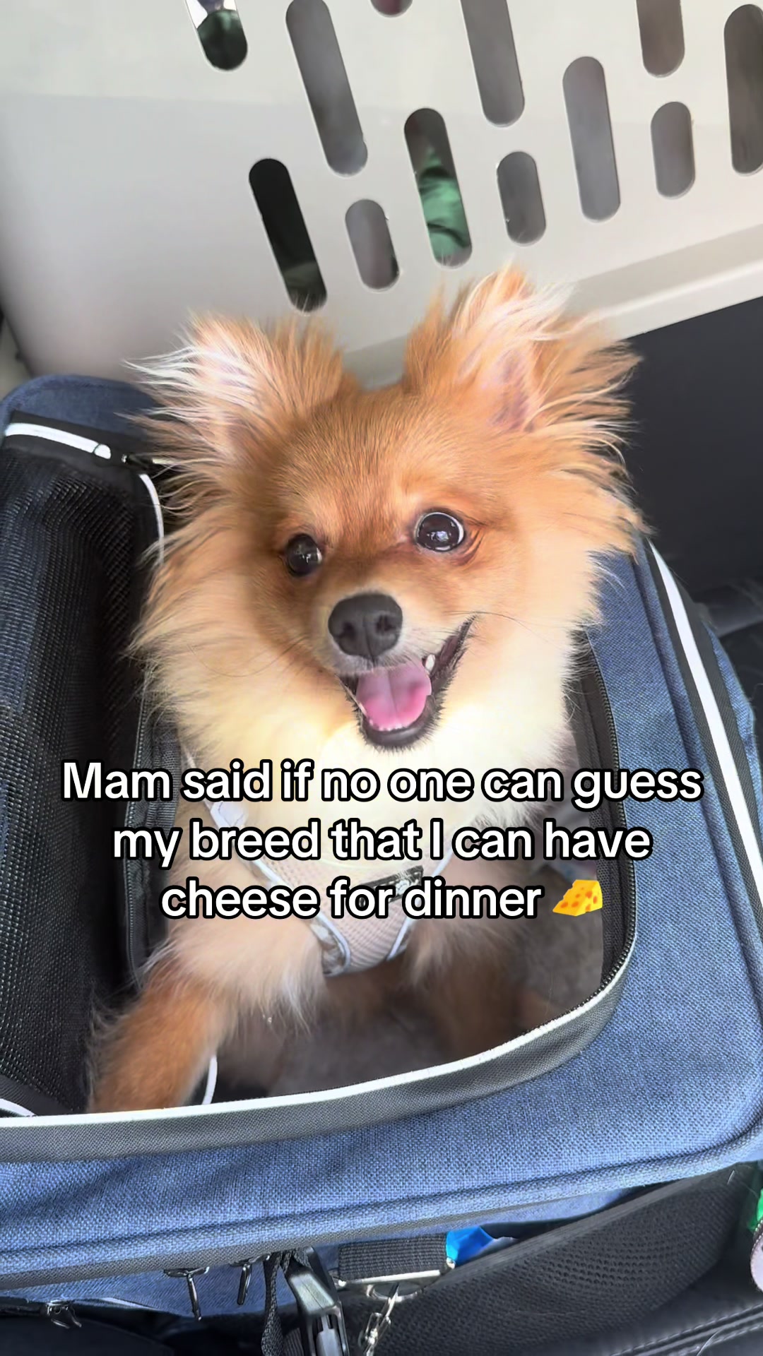 @tiffanysdiamonddogs