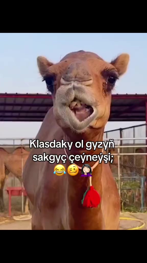 @𝒪ℊ𝓊𝓁𝓈𝒾𝓇𝒾𝓃_𖣂