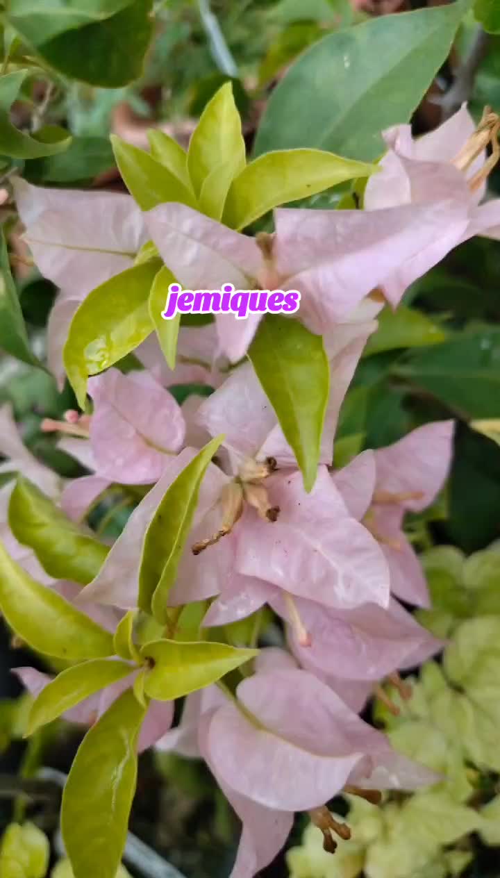 @Jemz Blancaflor