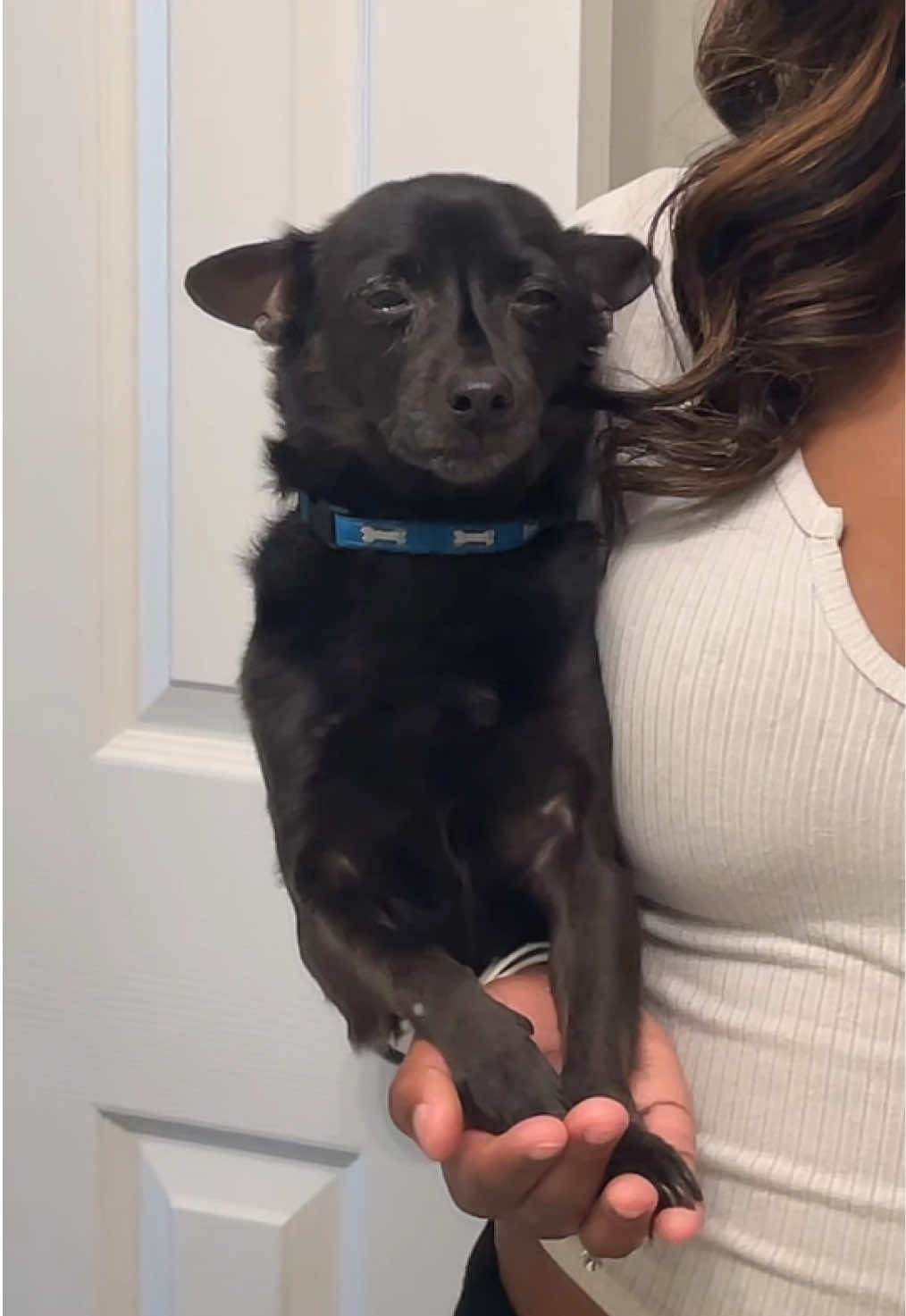 @Blackjack_Chihuahua