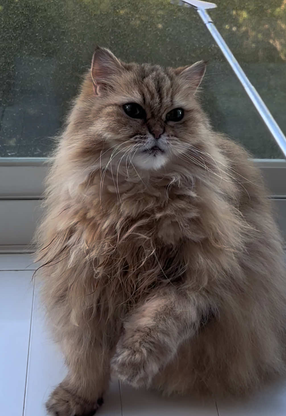 @🦷 Beboo the cat