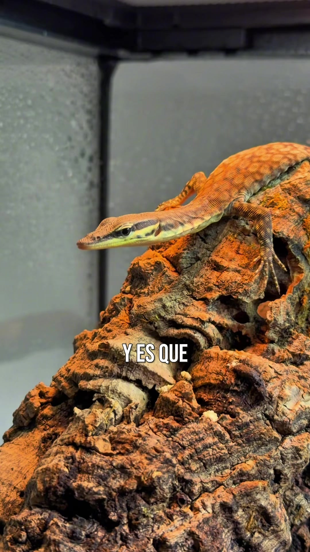 @Reptile Source