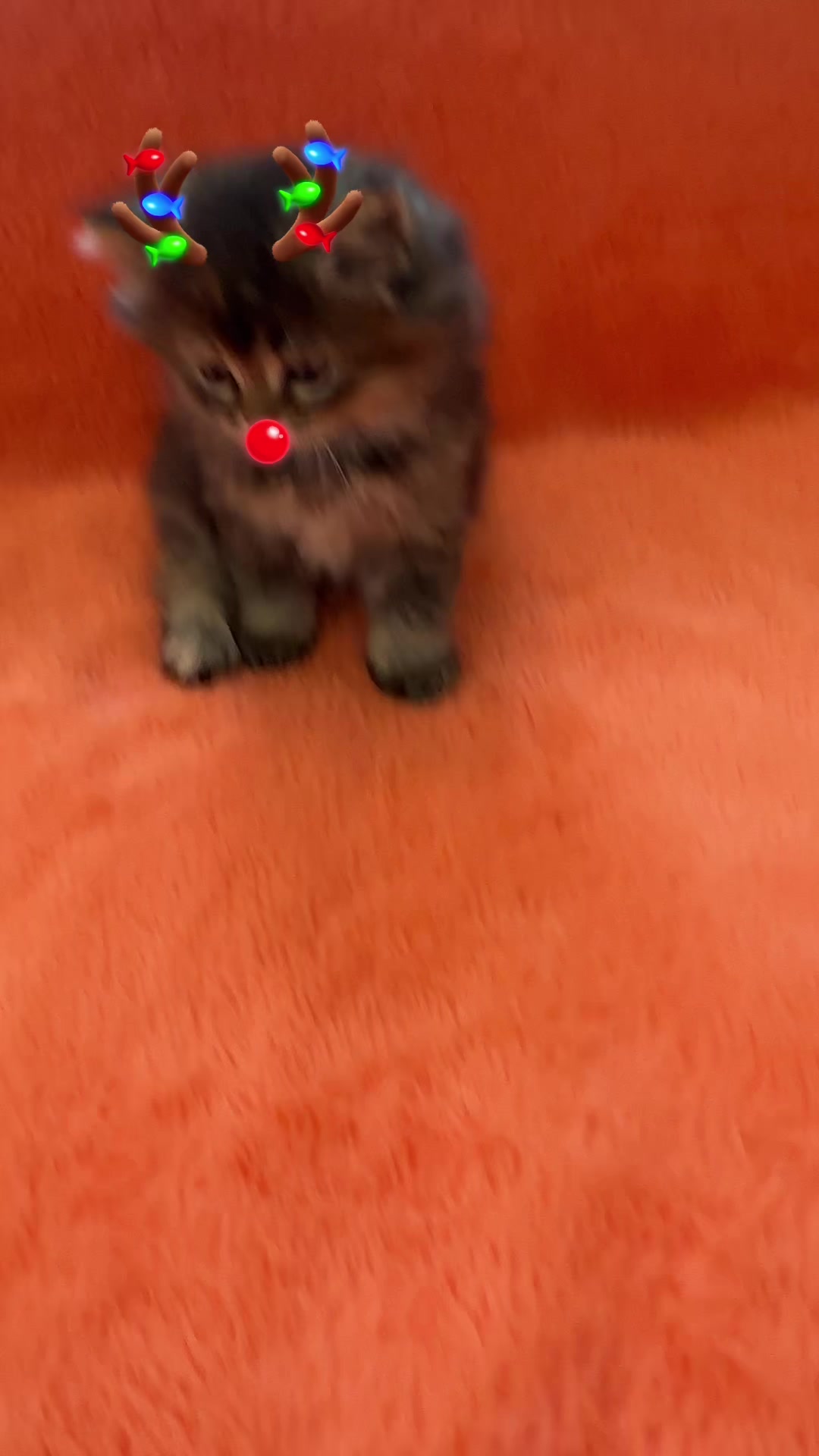 @cat.sheri.kittens