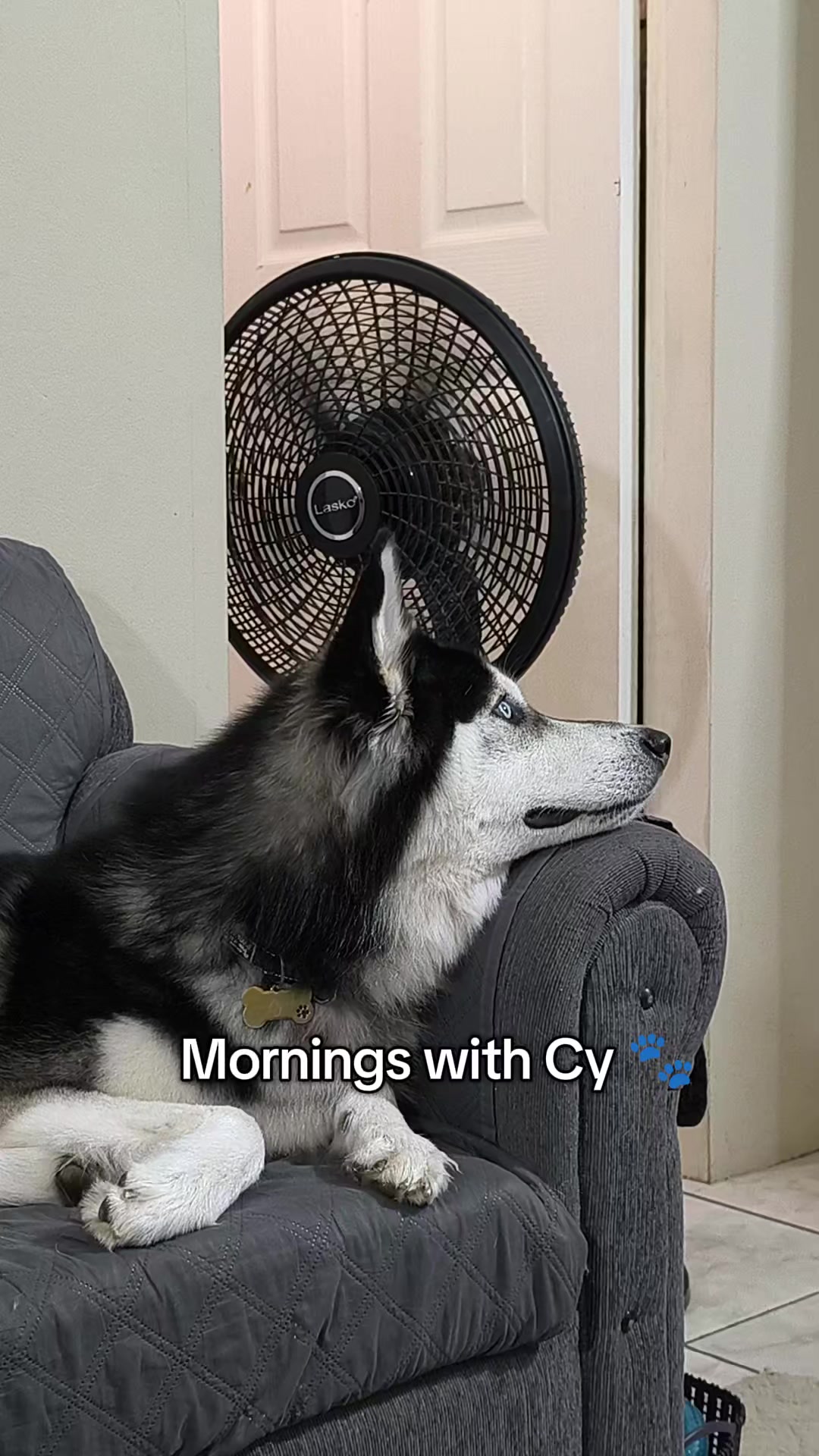 @cythehusky