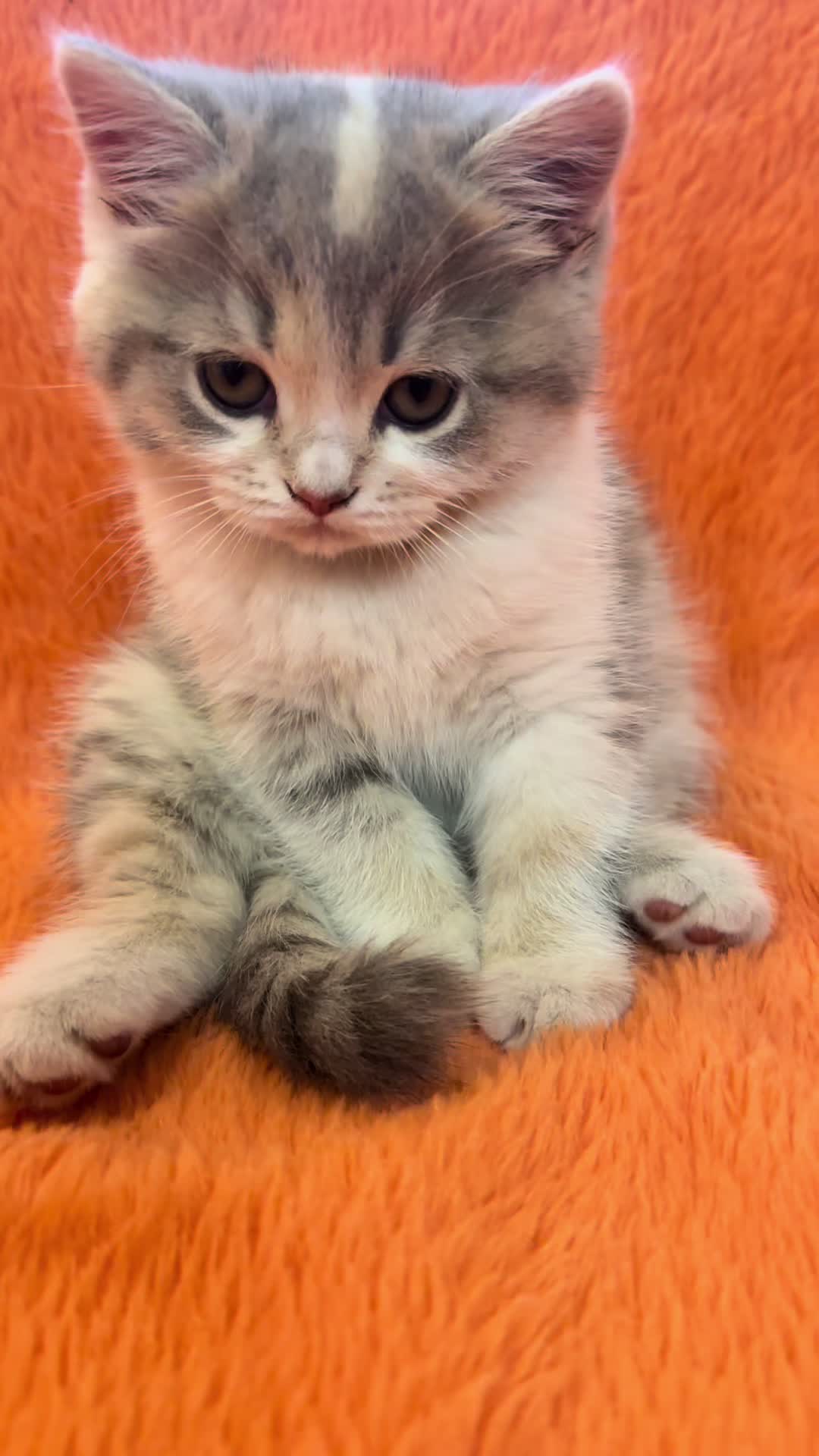 @cat.sheri.kittens