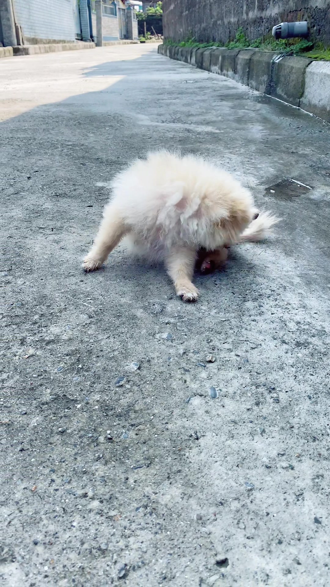 @puppy.nepal
