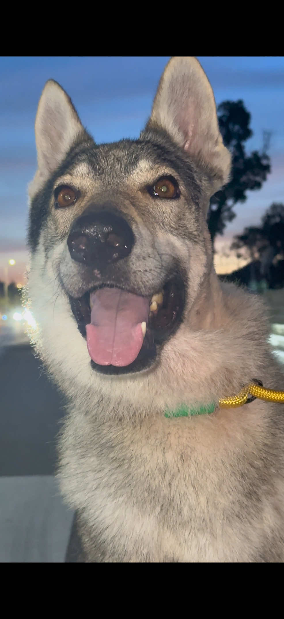 @Life With Echo 🐺