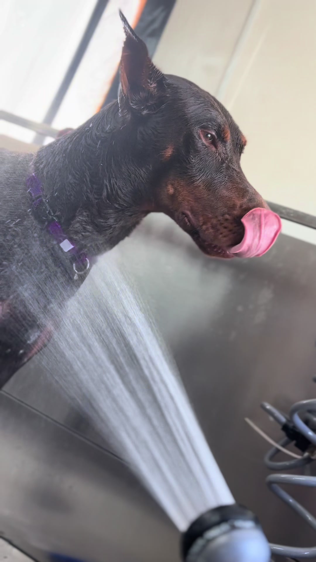 @PRETTY PAWS FURRY SALON🐾💜