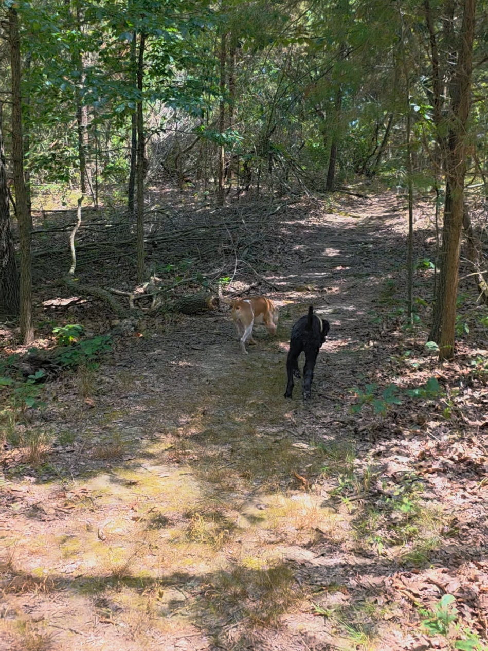@Canine Wonders Training
