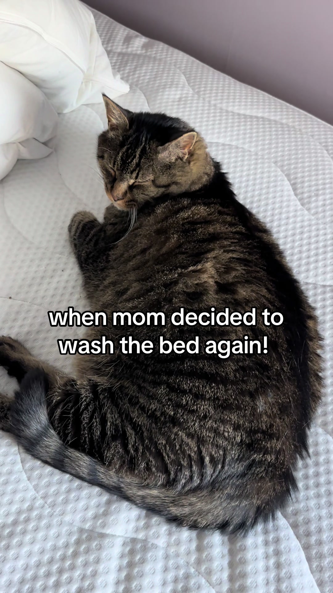 @Joep_the_ rescuecat