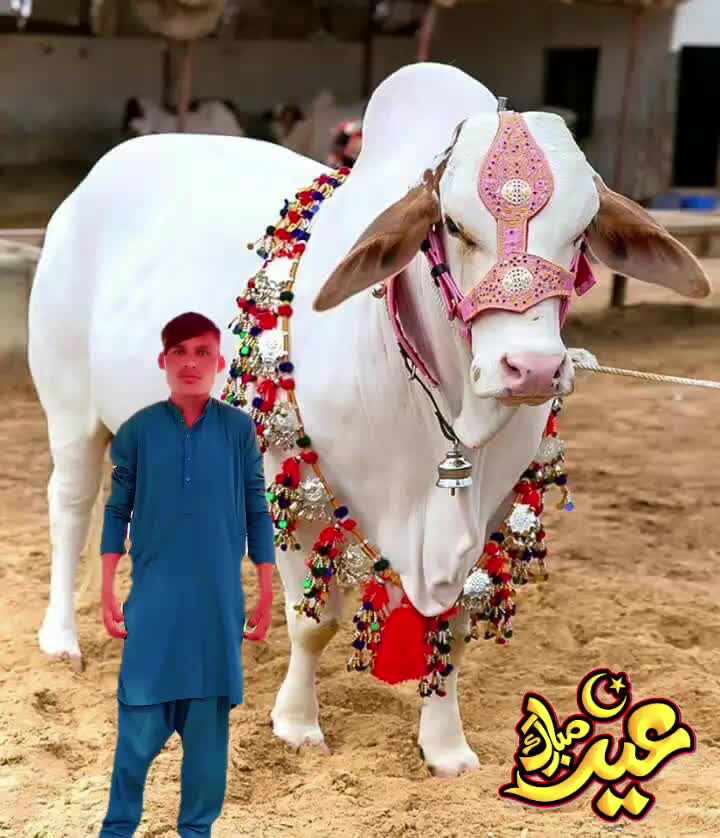 @✨فیضان راجپوت بنگلہ✨