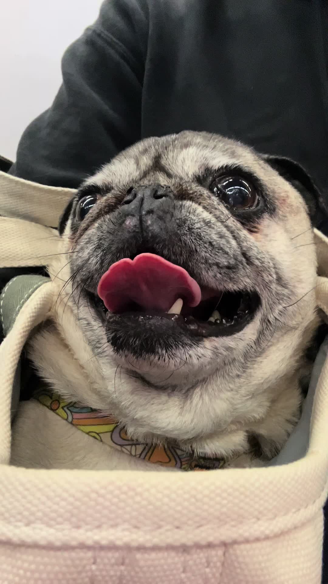 @DaisyGurl&Friends