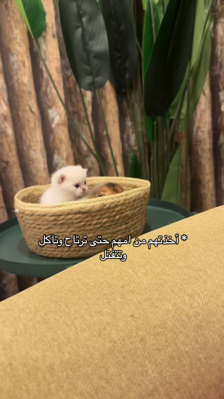 @الديموزيل ✨