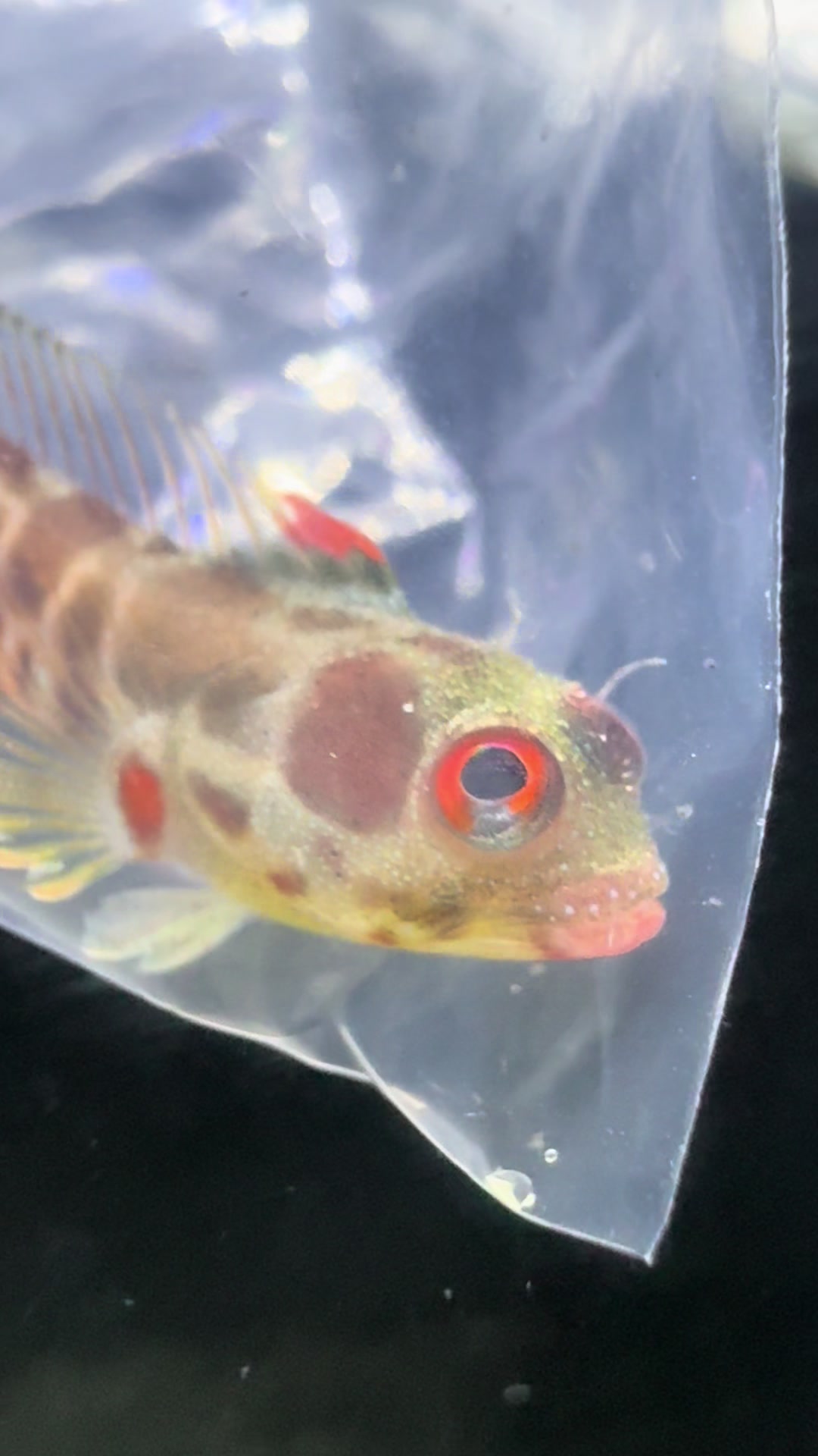 @fintastic aquariums