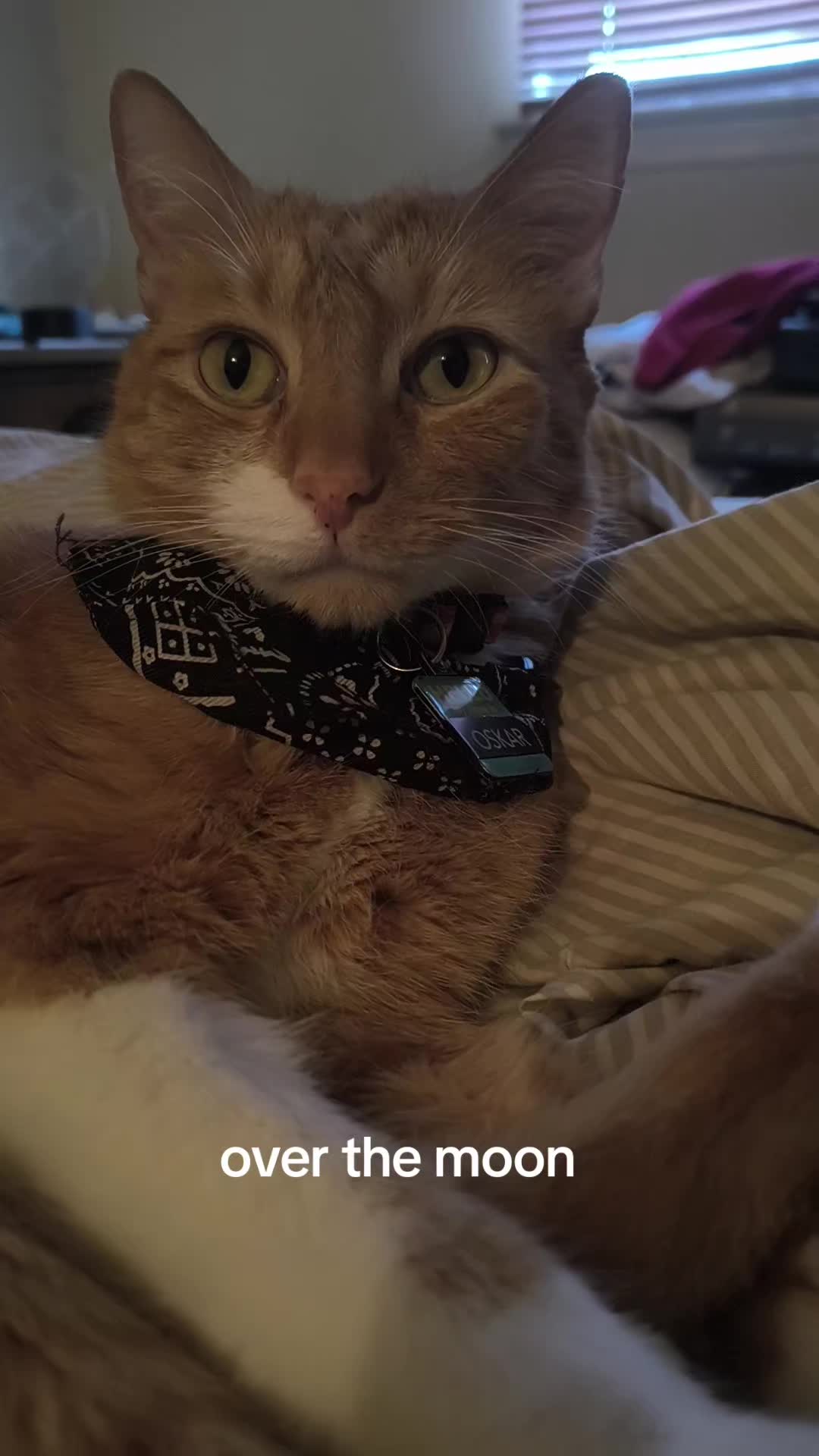 @Oskarcats