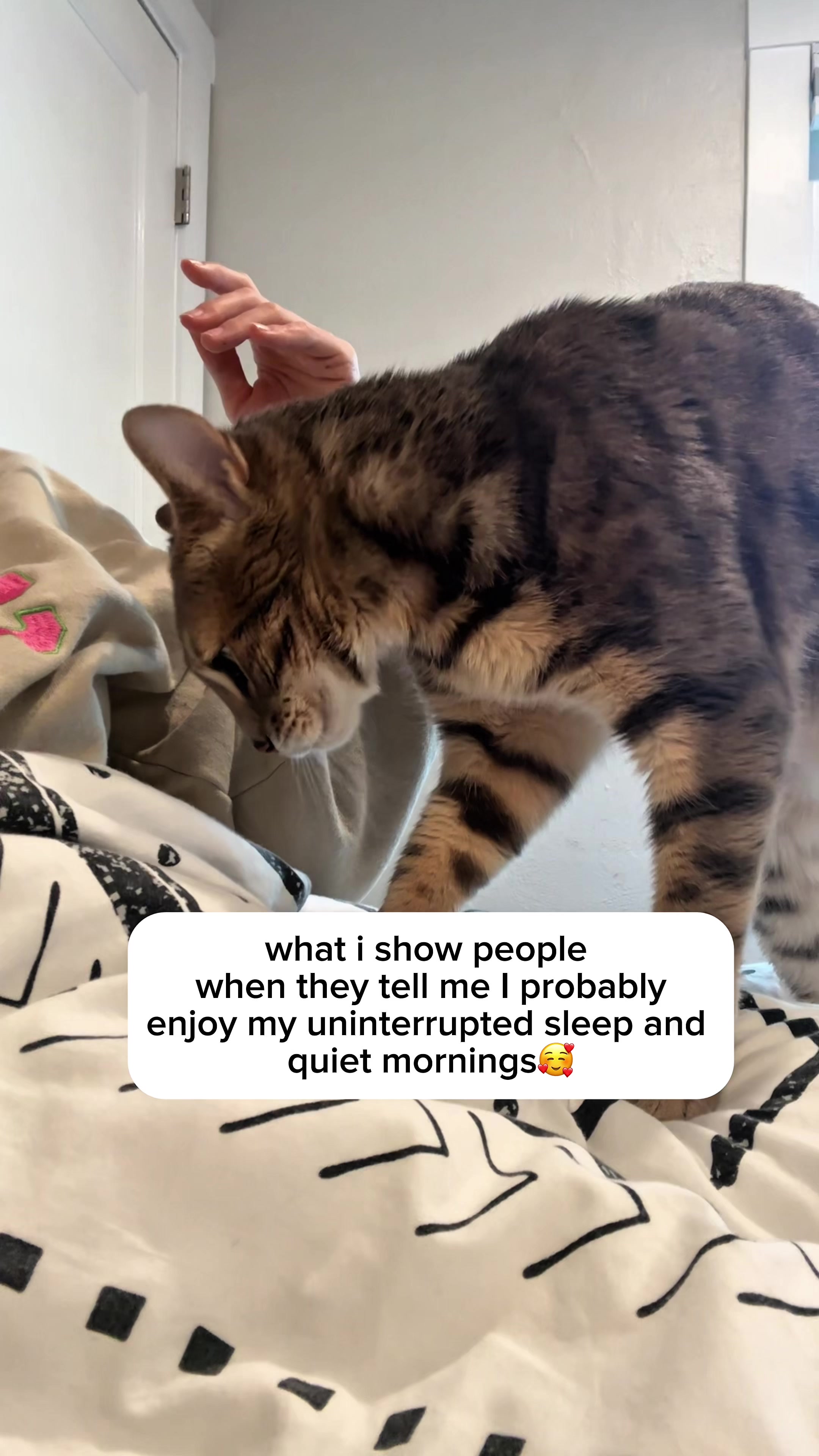 @Mochi the Bengal