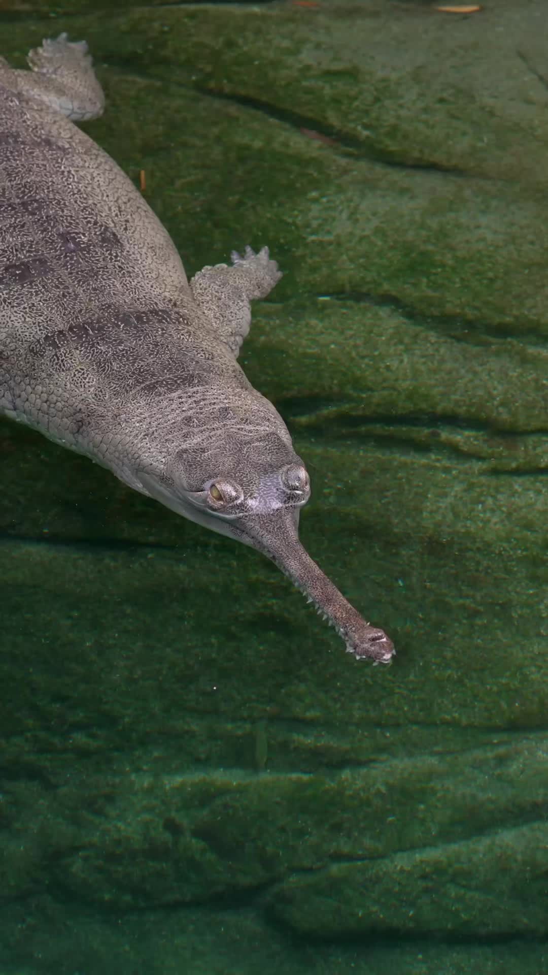@San Diego Zoo