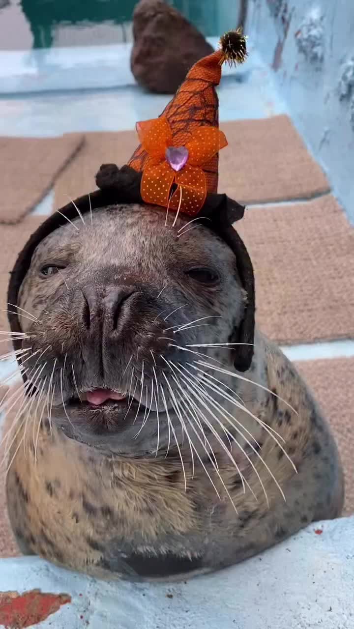 @🥧