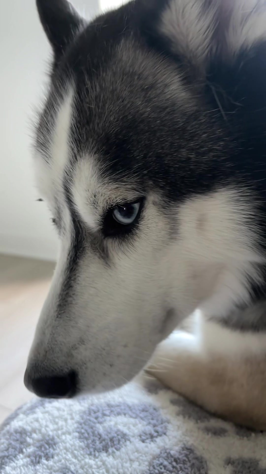 @lifewith2huskies