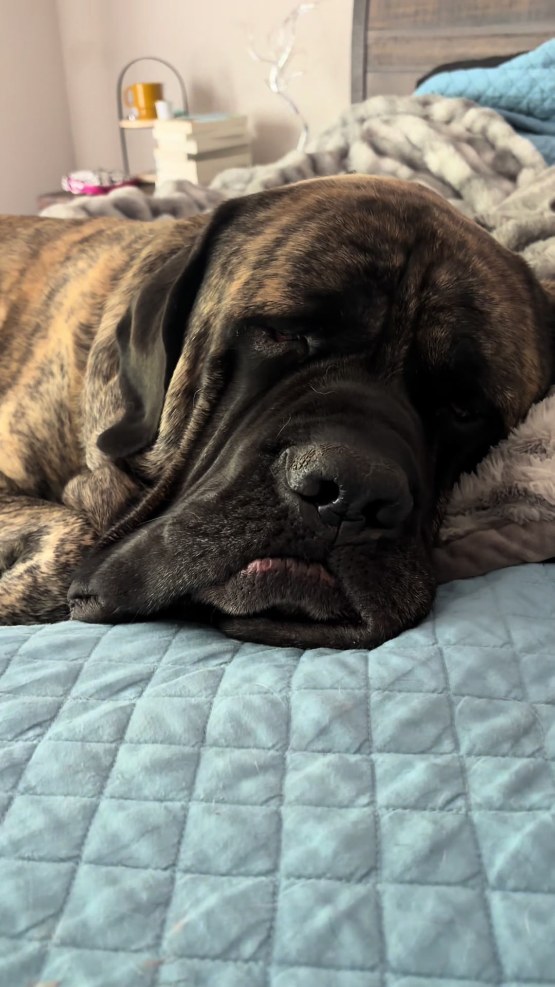 @BrindleBearTheMastiff