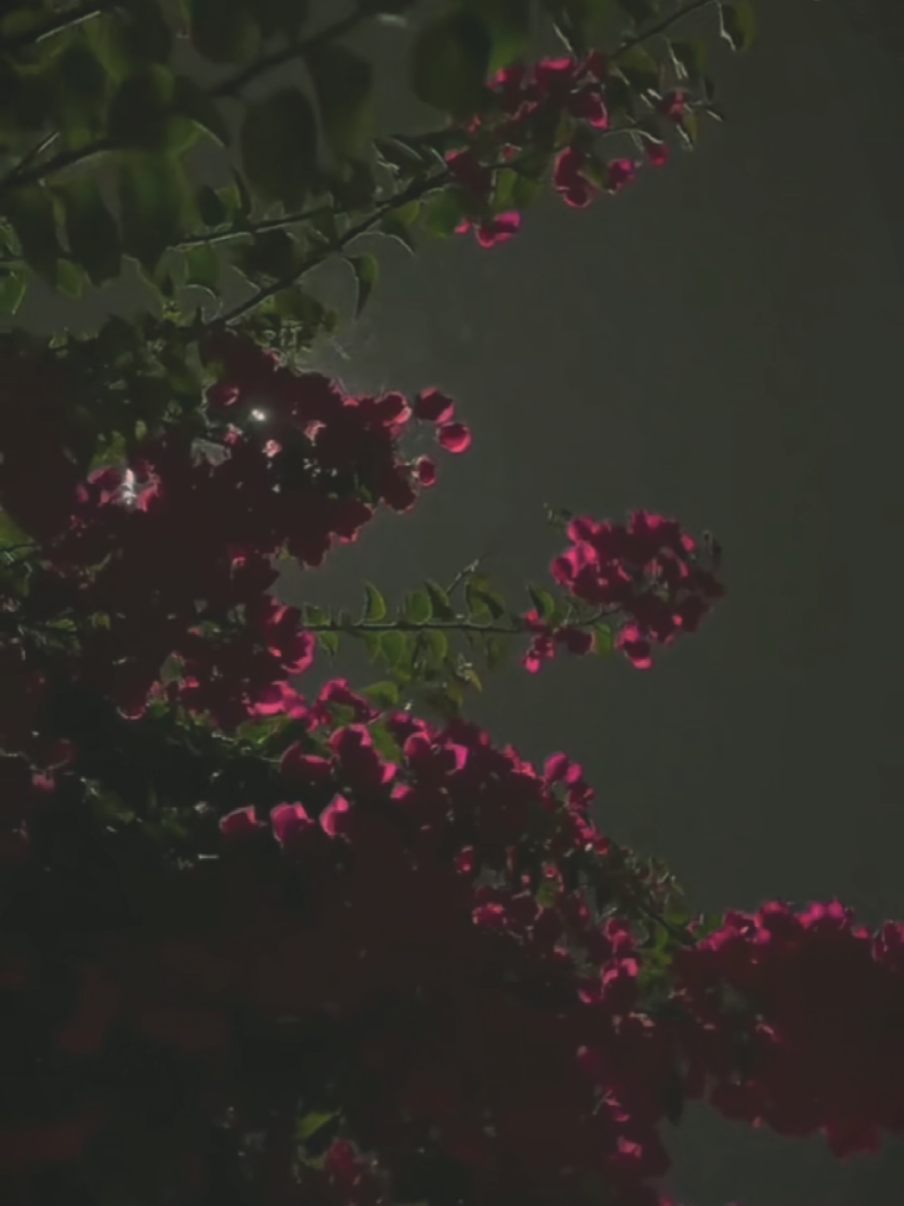 @𝙉𝙞𝙣𝙛𝙖 🦋⃤