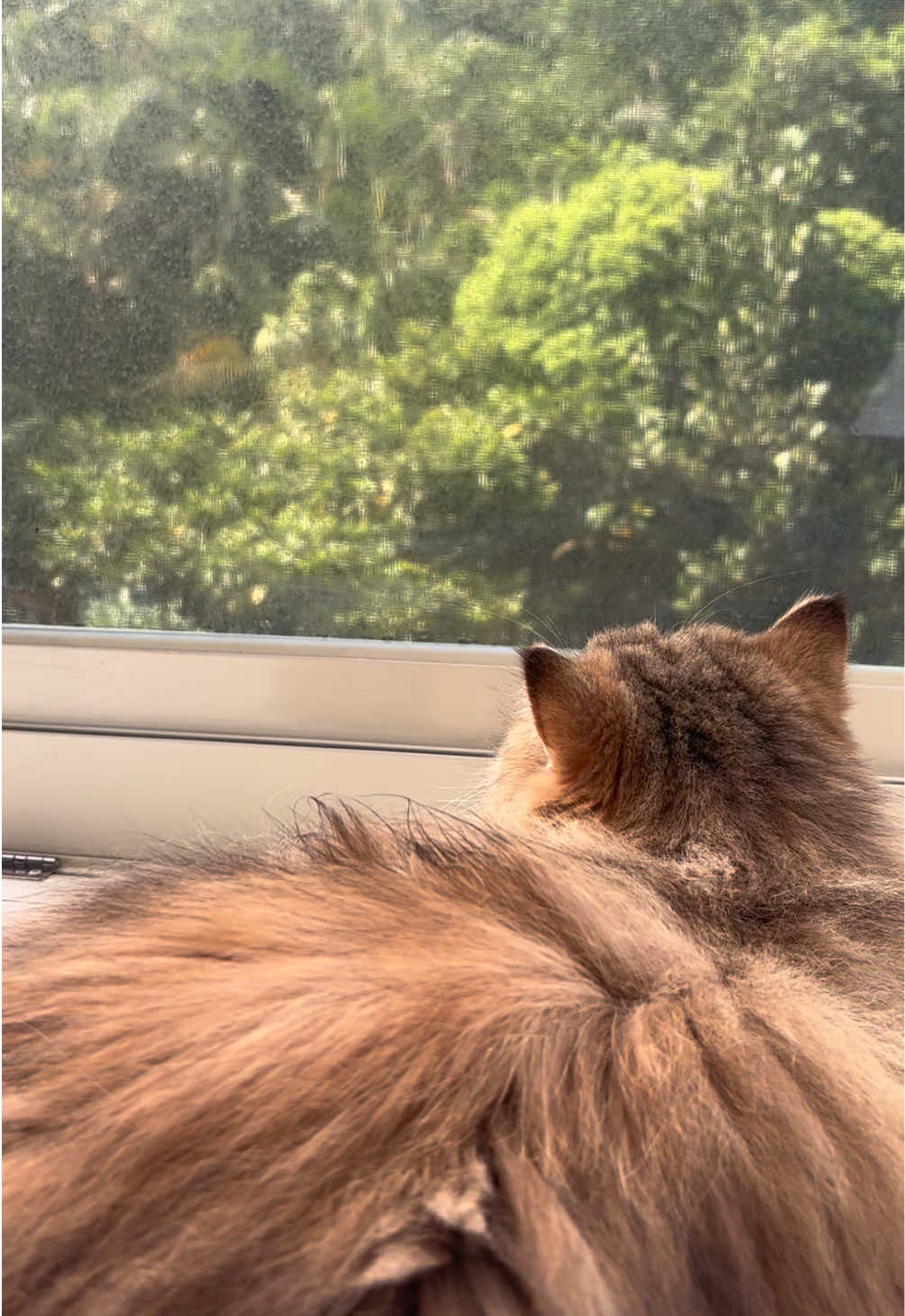 @🦷 Beboo the cat