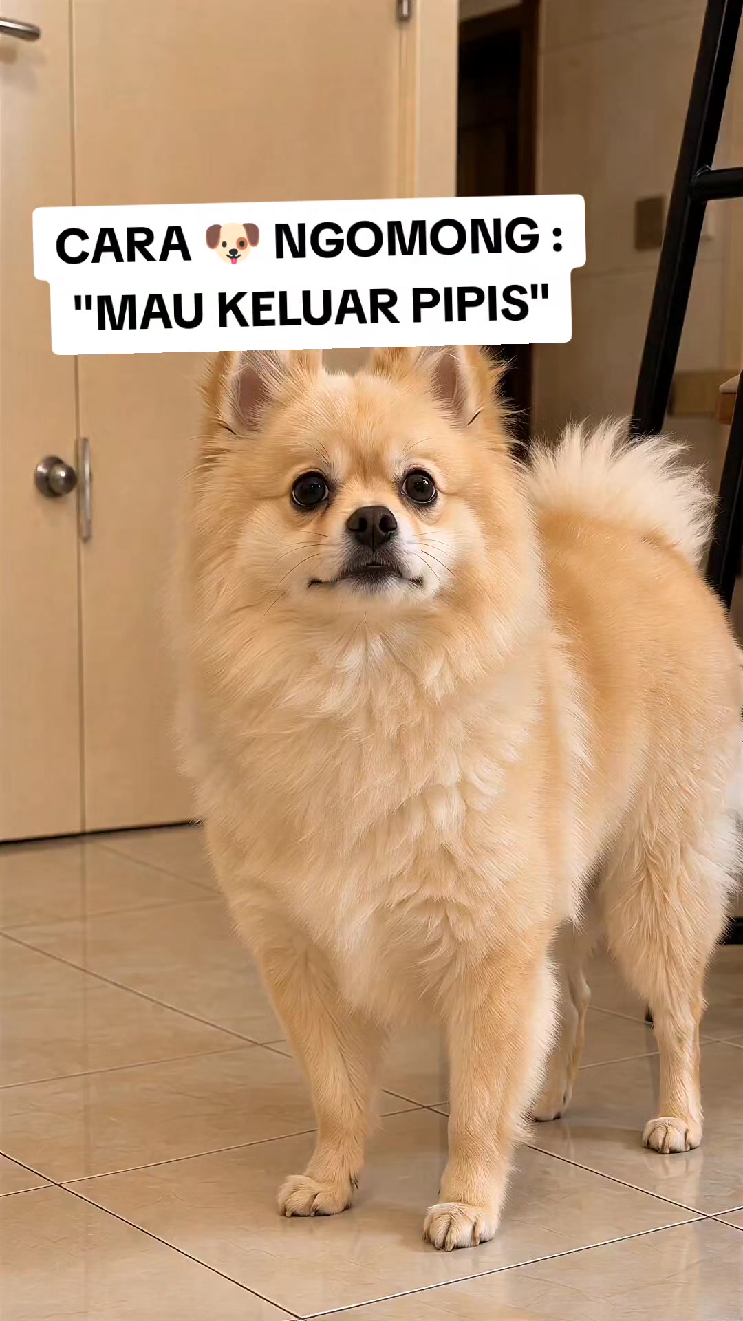 @Lius Hanzen
