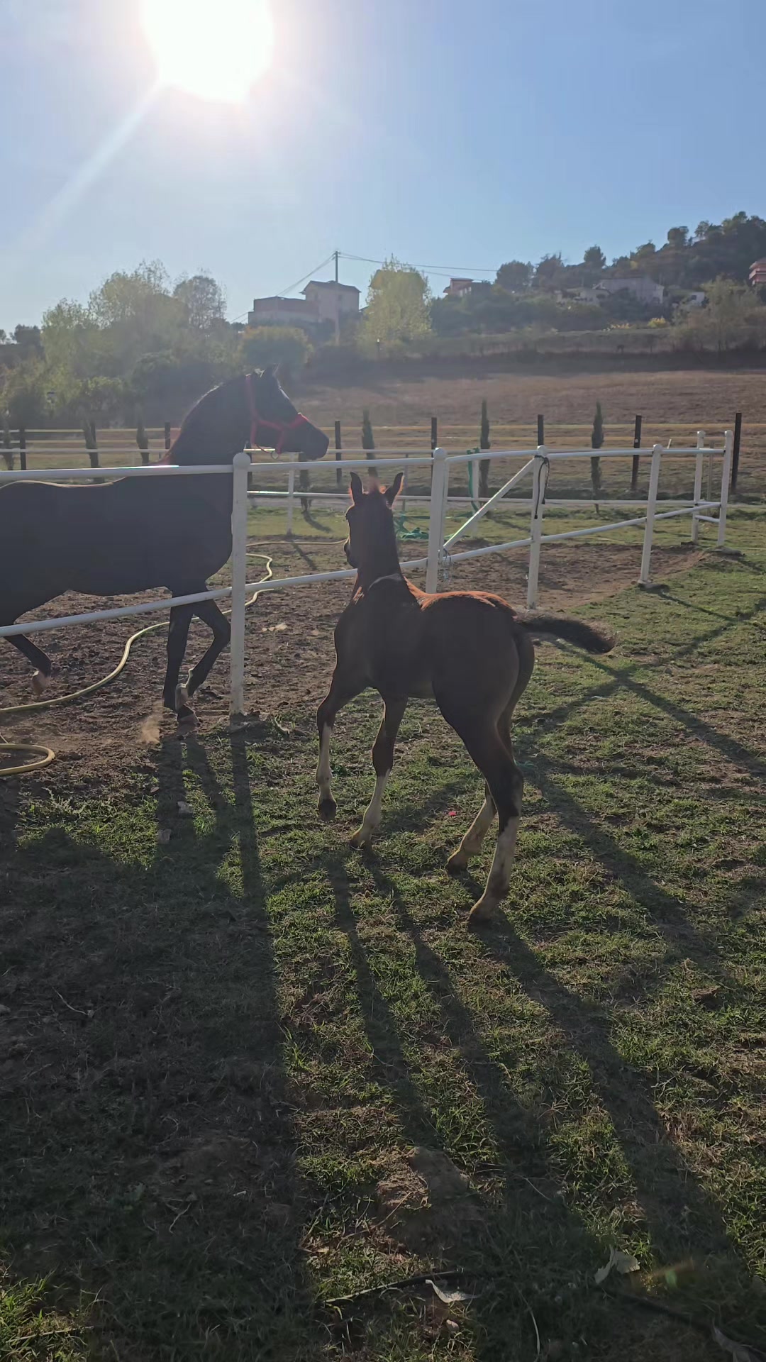 @Horse Training Center Albania