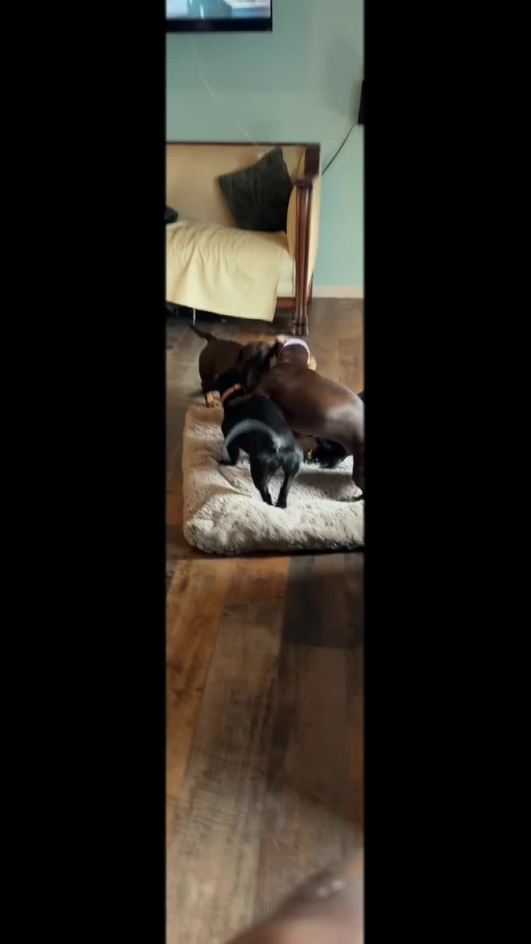 @ozzythedoxy