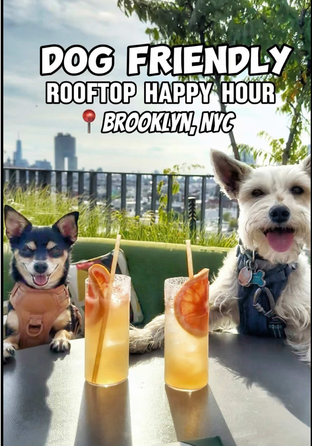 @nycdogadventures