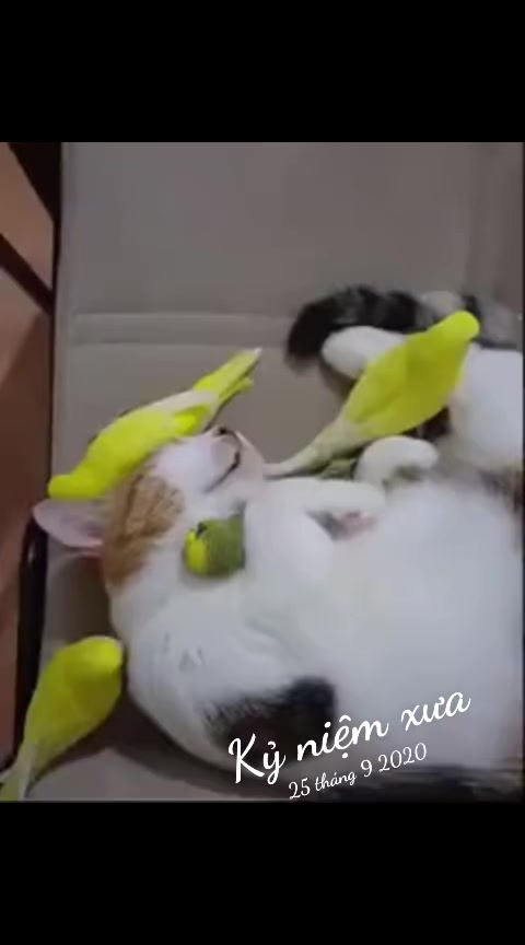 @JBN CATS