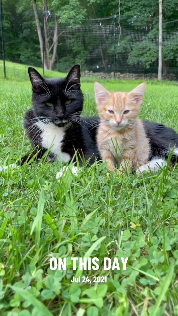 @Are We Home Yet? Cat Sanctuary