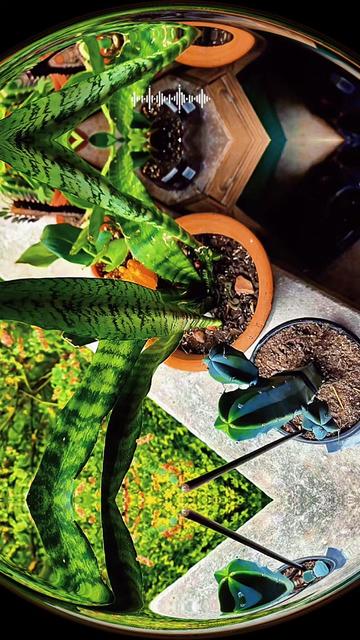 @👽🍄psychedeliccowboy🍄🤠