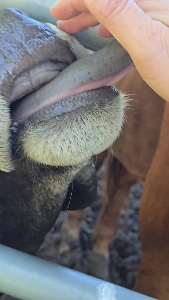 @Small Town Farm LLC