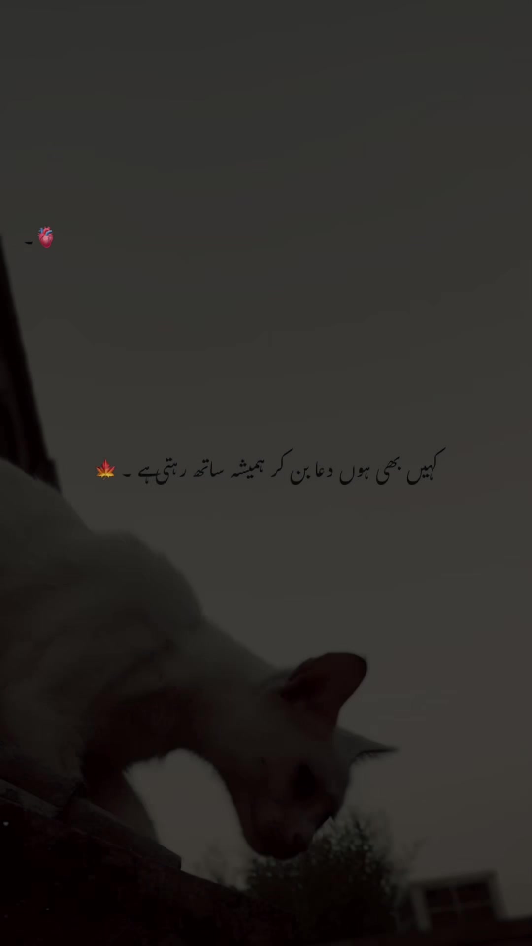 @🎭｡