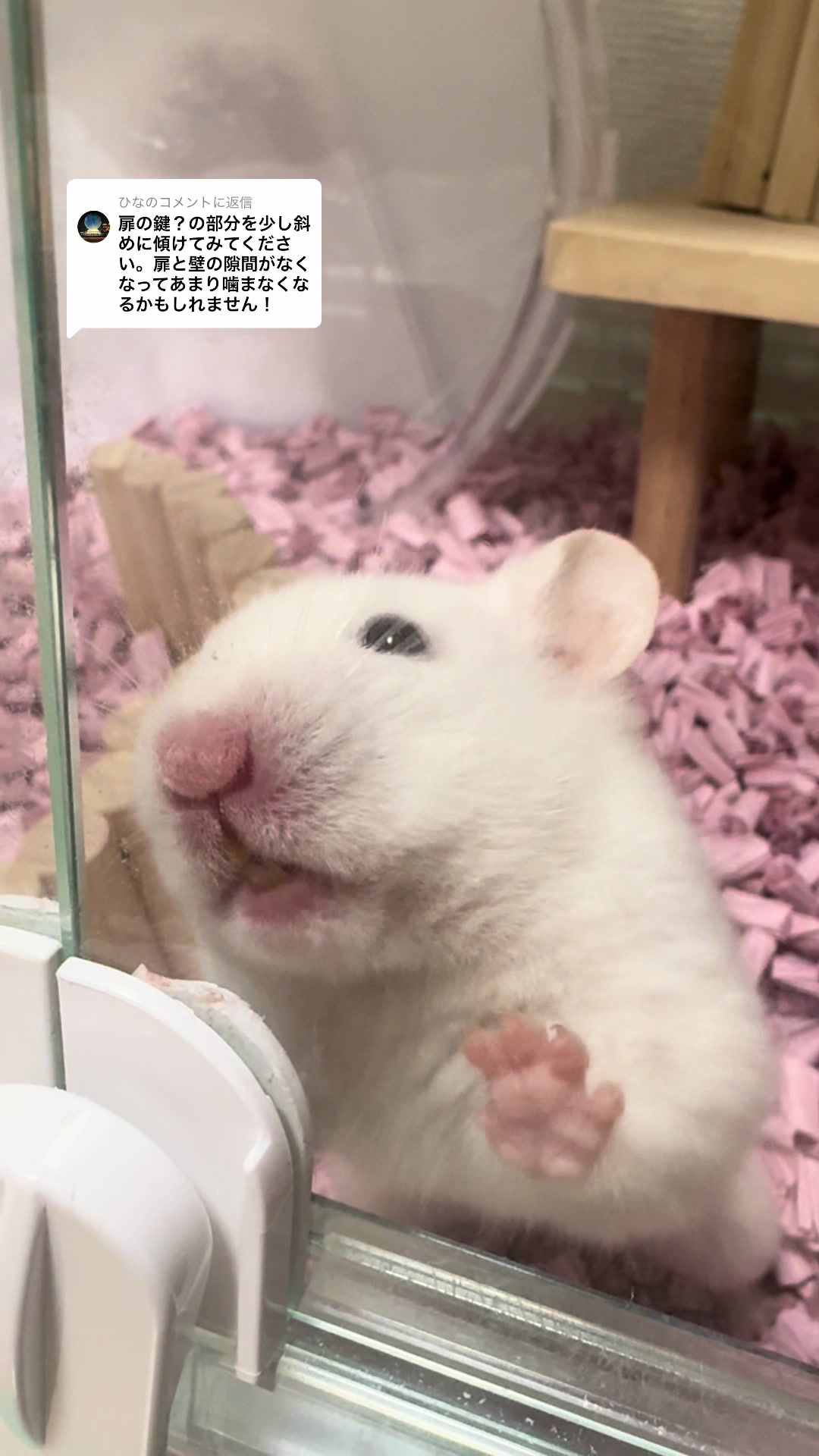 @田舎のネズミ