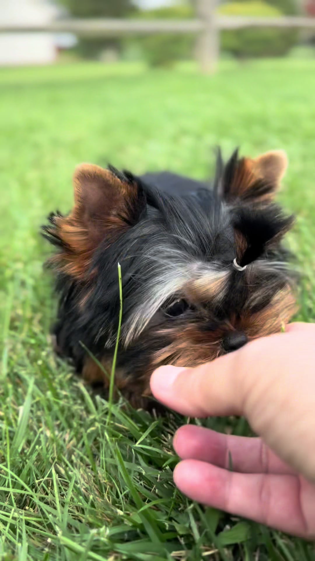 @Kimbrays Yorkies