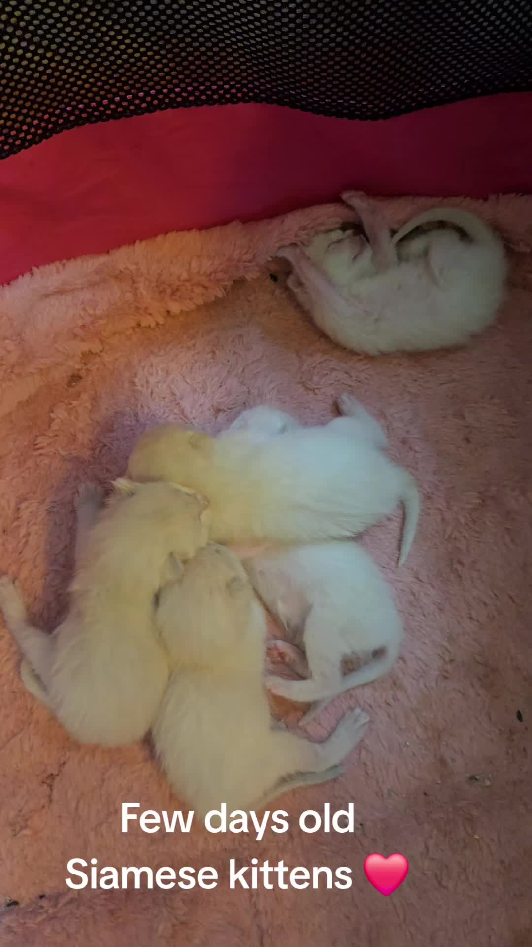 @Brittany Beauties Kittens