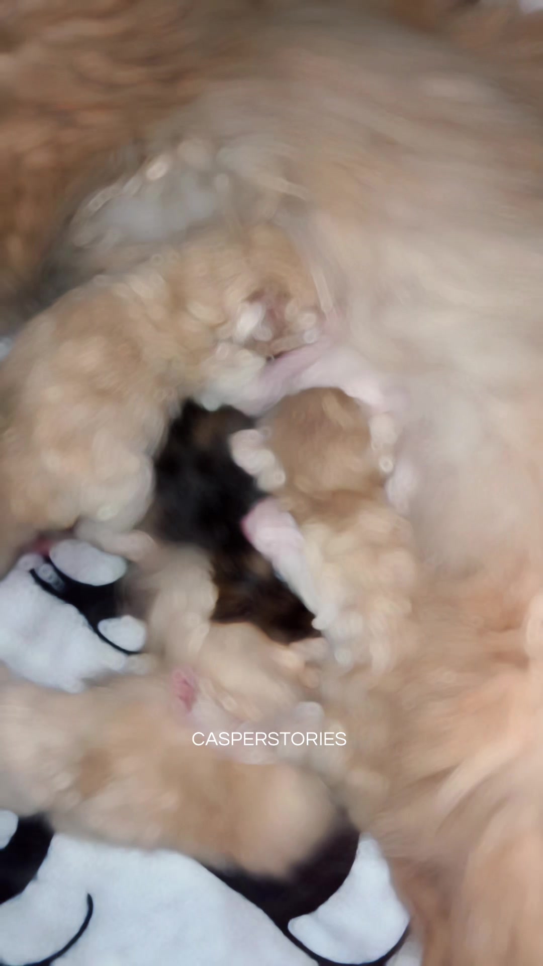 @𝑪𝒂𝒔𝒑𝒆𝒓 & 𝑴𝒊𝒏𝒏𝒊𝒆 🐾