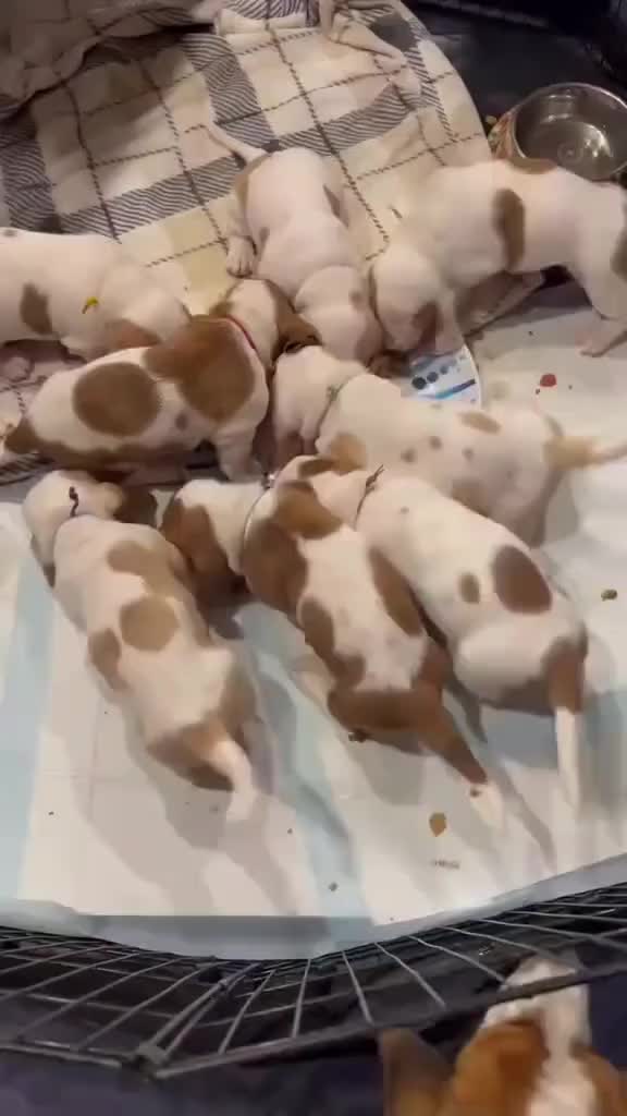 @Home Of All Basset Hound Pups