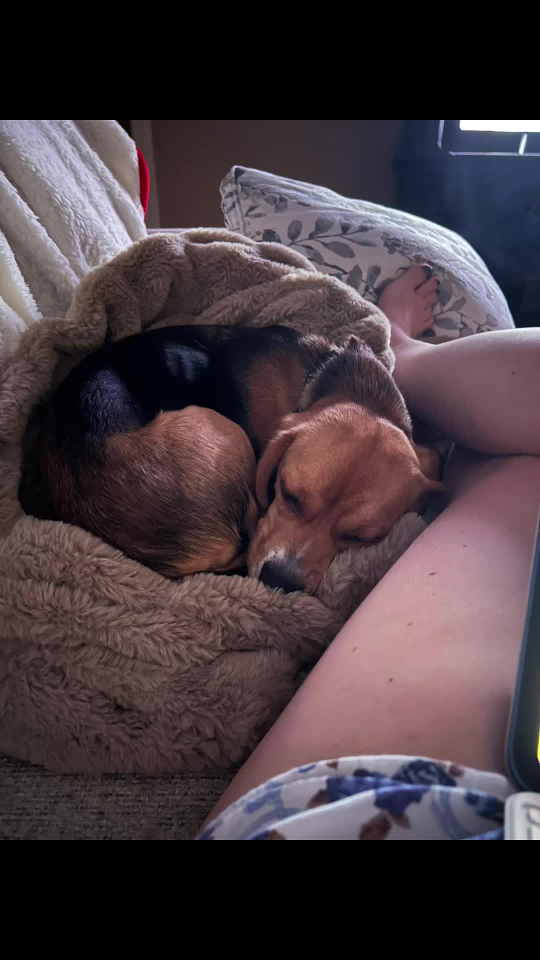 @Rosie the Beagle 🇺🇸🥰 🌞