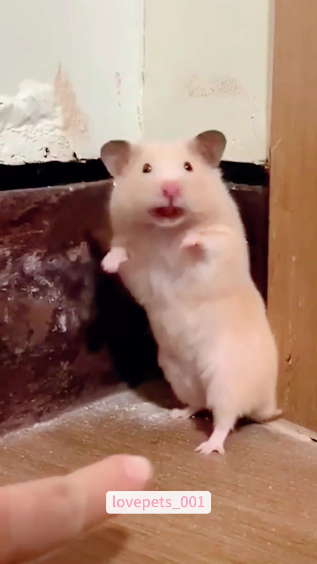 @lovepets_001