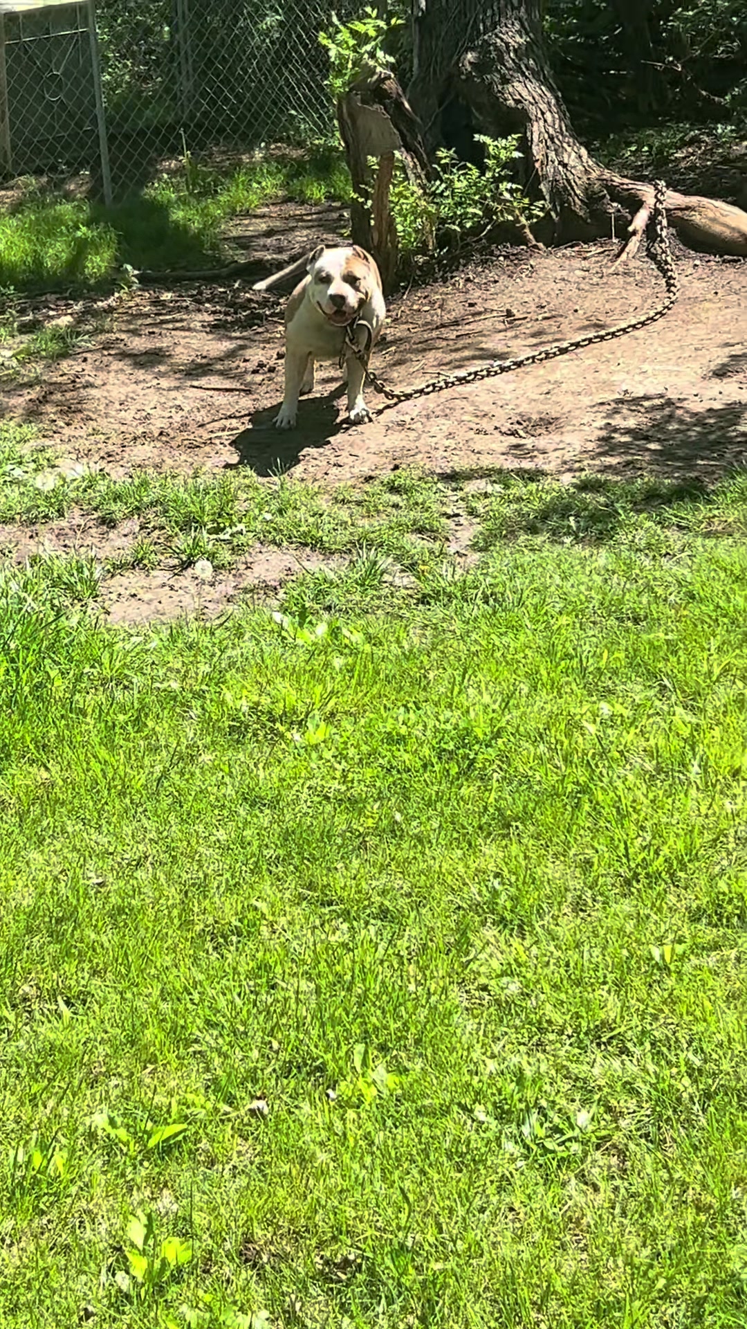 @kingsbullys