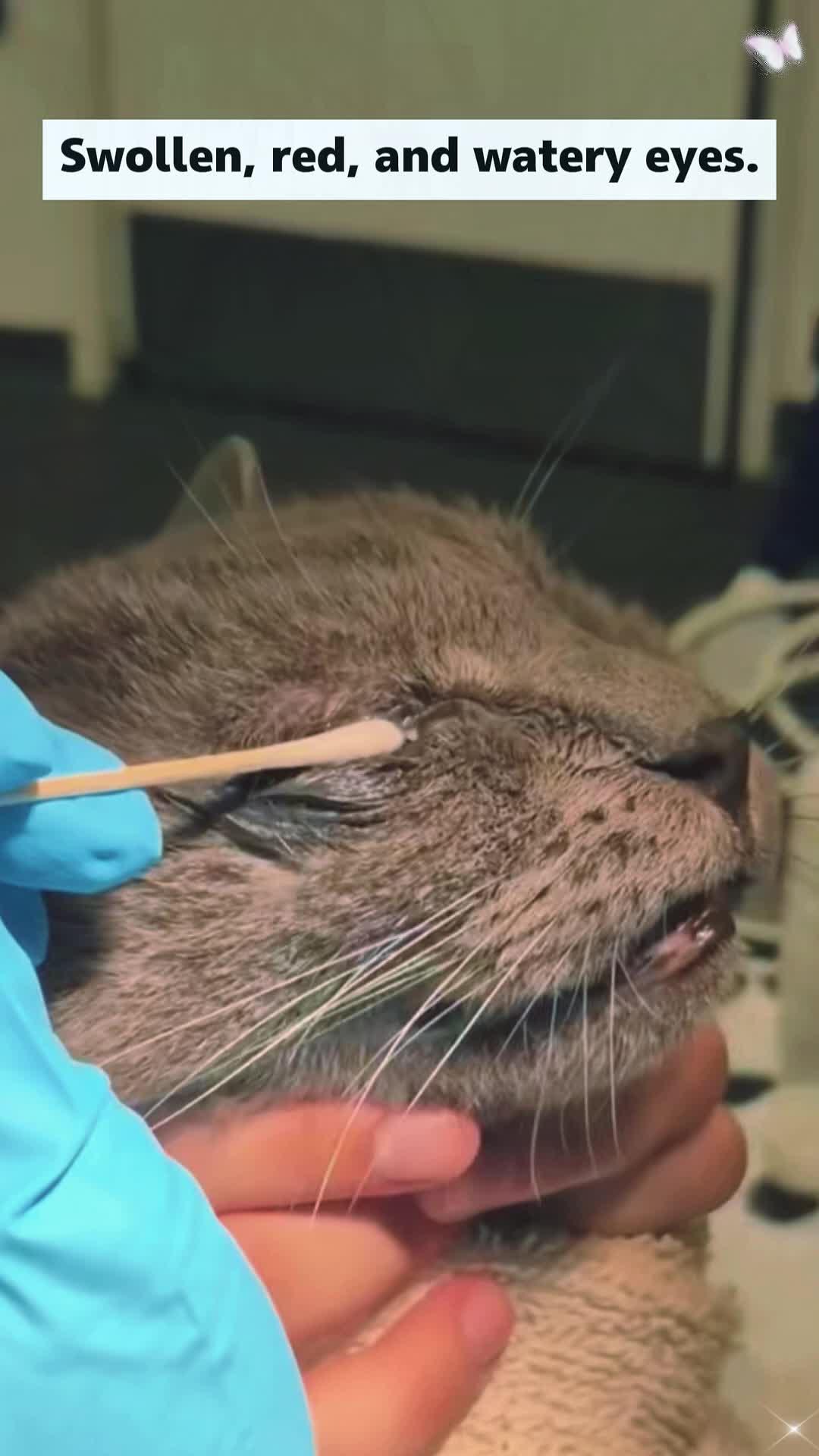 @Animal rescue tips