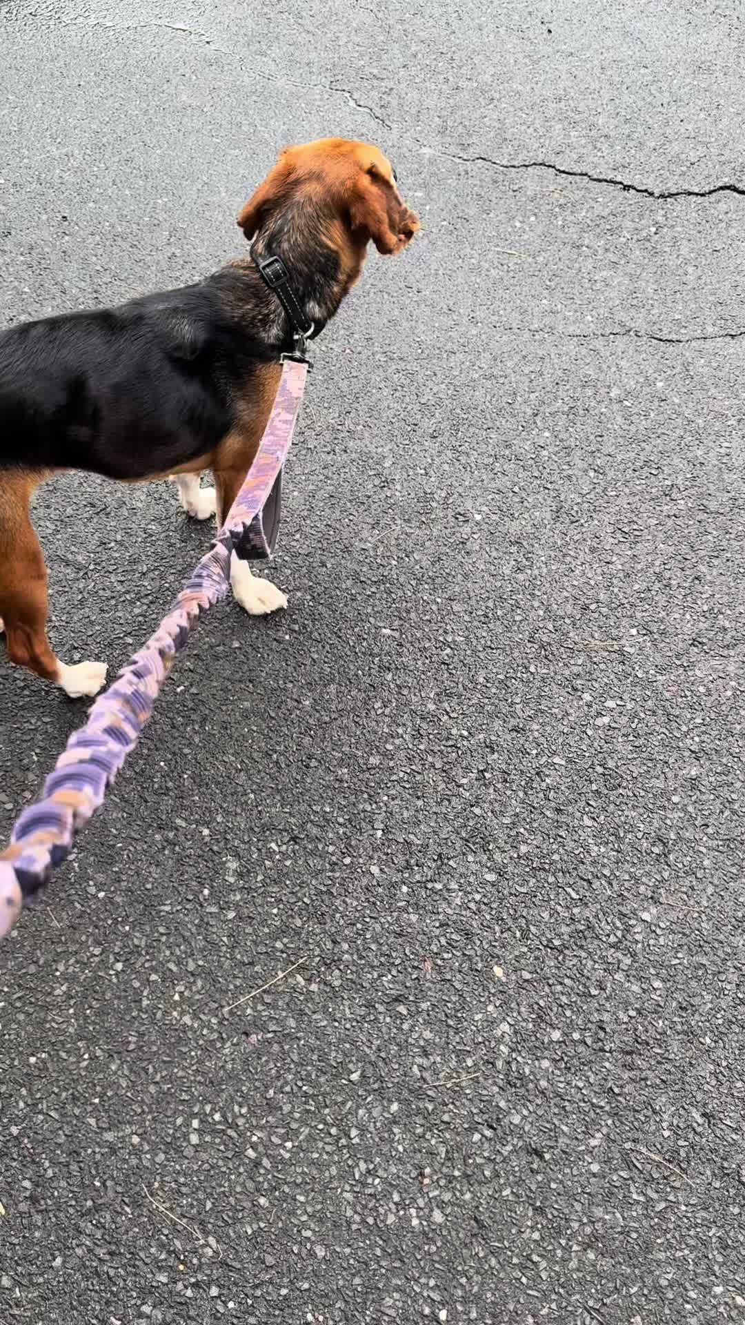 @ThatBeagleGus