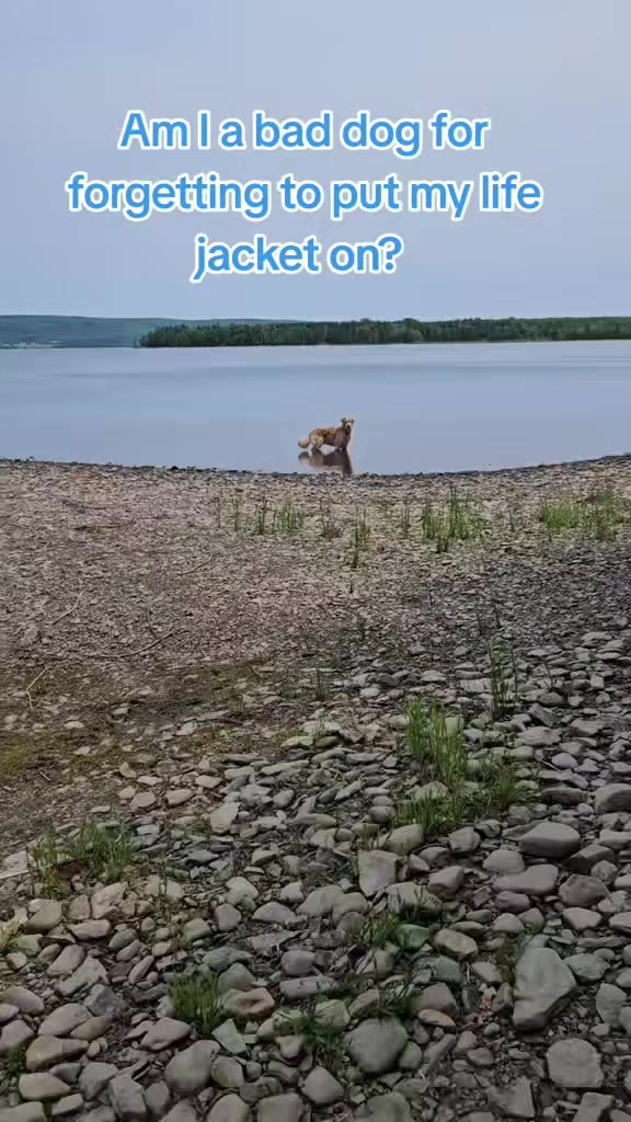 @🐶Griffin