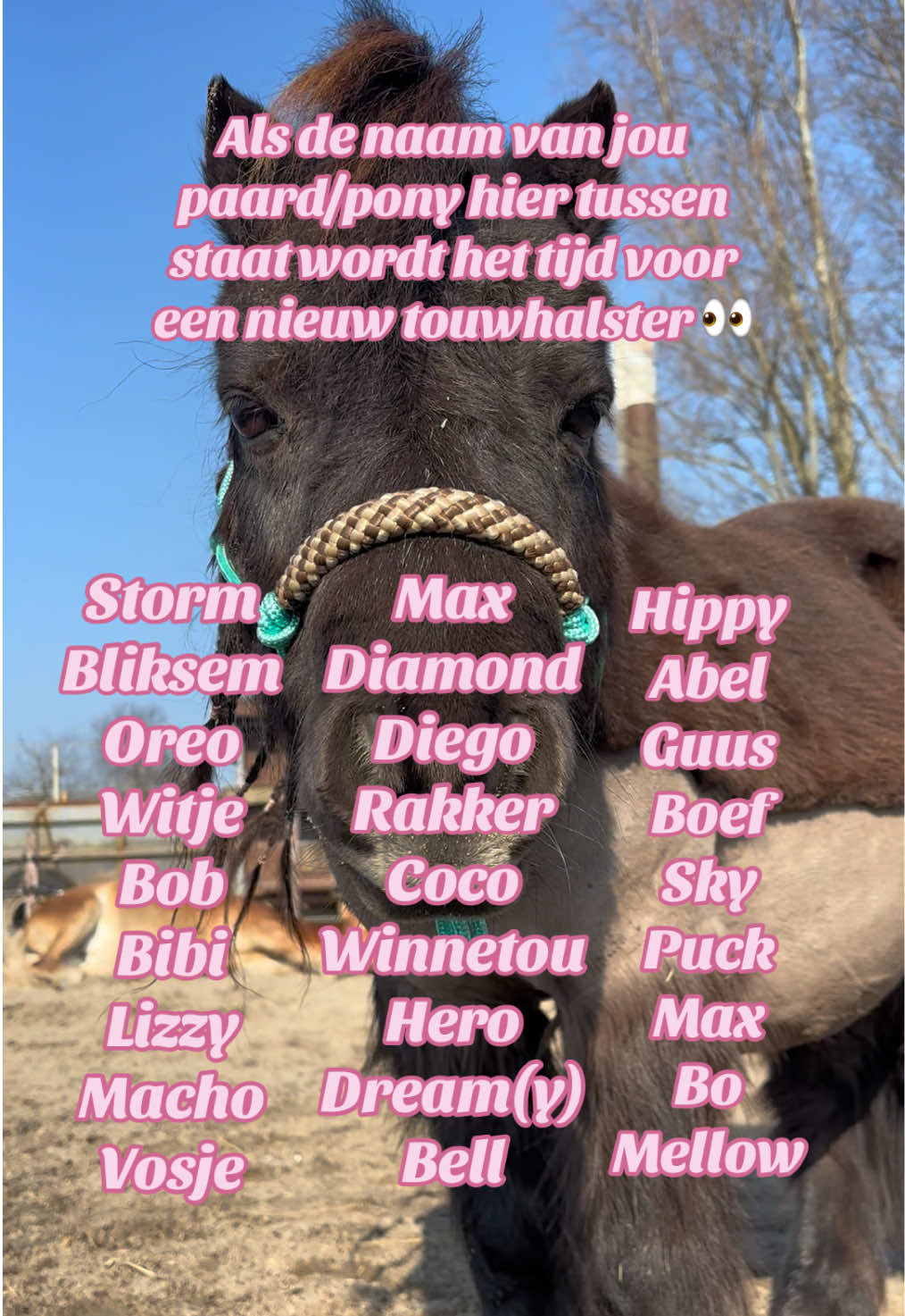 @horsecharms.com