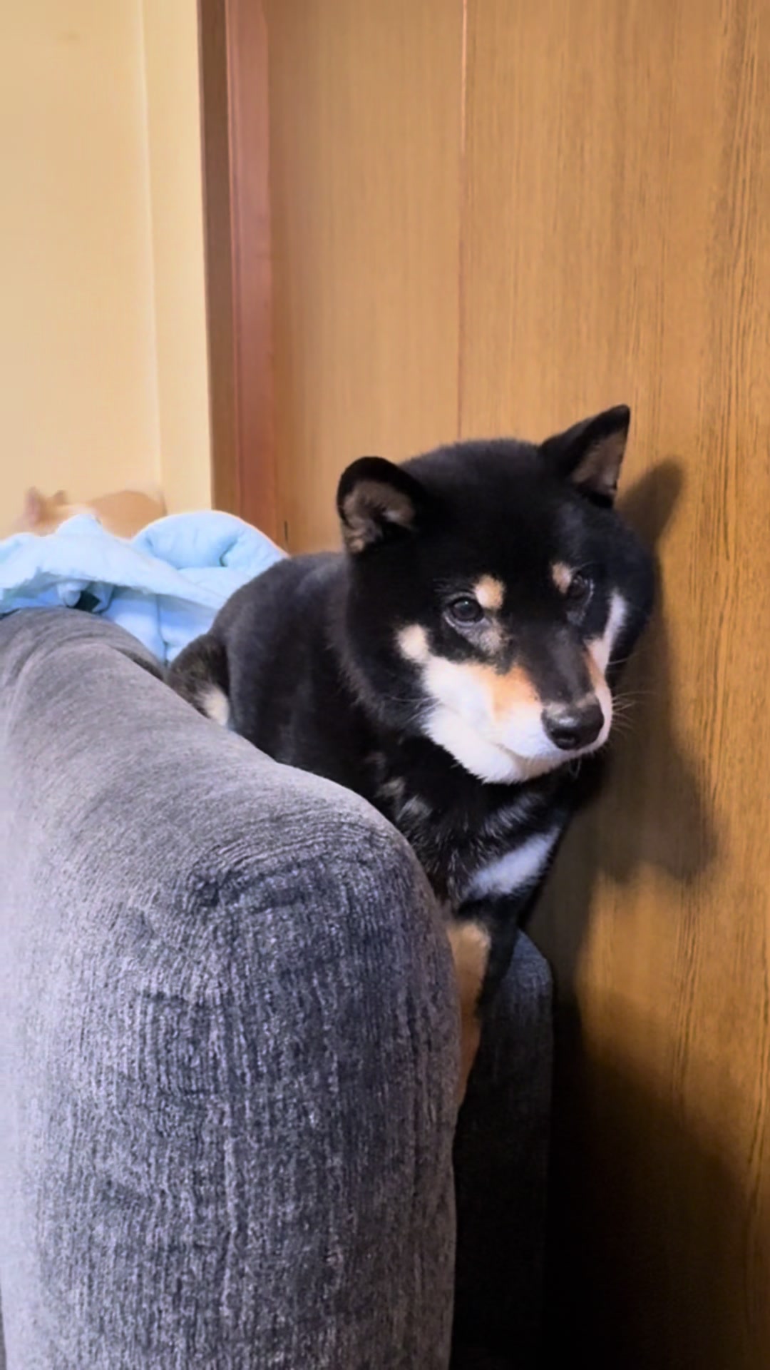 @まろたん🐕