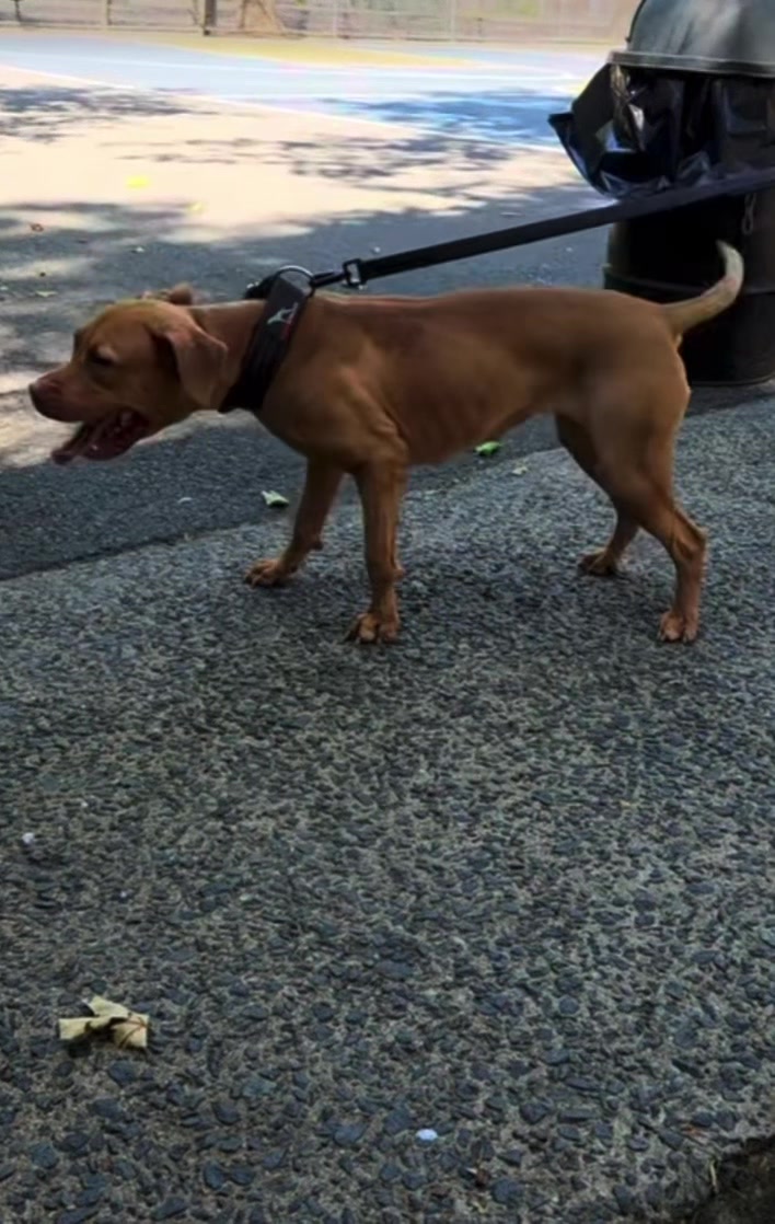 @Redboy Apbt Kennels