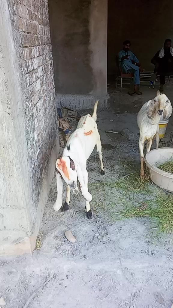@Syed shahg